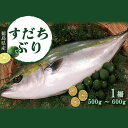 【ふるさと納税】 ブリ 刺身 ぶり 柵状 500g 〜 600g 2024年10月〜発送 鰤 丼 柑橘 先行予約 切り身 産地直送 ブランド 鮮度 ブリ 下処理済み 徳島