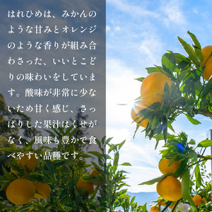みかん はれひめ 5kg 先行予約 蜜柑 はれひめ はれひめ はれひめ はれひめ