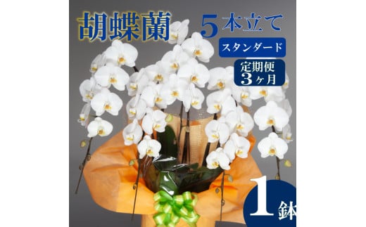 母の日 ギフト 花 人気 【定期便3ヶ月】胡蝶蘭 5本立て 白 スタンダード お祝い プレゼント 贈り物 贈答 須崎洋蘭園 SY6000_x