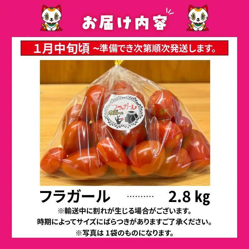 【先行予約】【2027年1月中旬以降発送】フルーツトマト　フラガール2.8kg（へたなし）