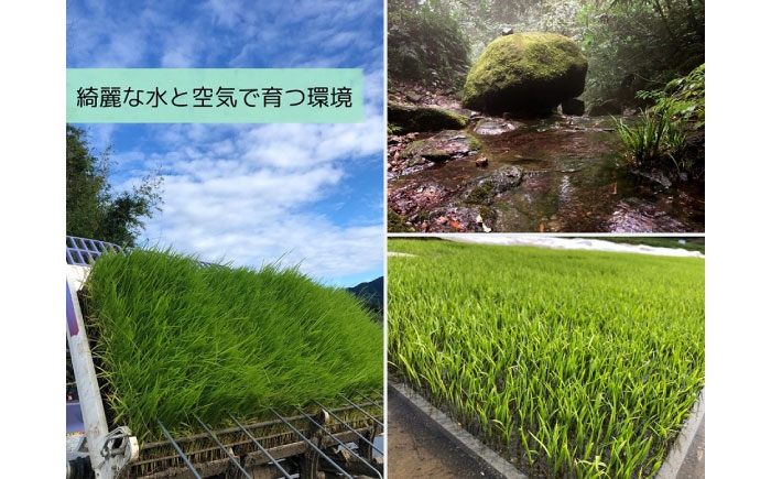 米 おこめ ごはん ご飯  食卓 おにぎり 白米 お米 ギフト 新米 産地直送米 ブランド米 きぬむすめ