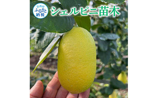 【CF-R5frp】SPF001　フルーツの木 種なしレモン シェルピニ苗木 柑橘 柑橘苗木 果樹苗木 自家栽培 ガーデニング 家庭菜園 ベランダ栽培 ライムとレモンの香り ヒマラヤン ライムレモン 高知県 芸西村 故郷納税 返礼品 檸檬 lemon 土佐 果物 かんきつ類