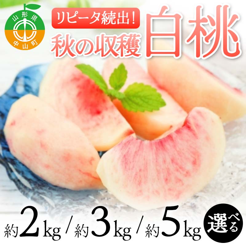【ふるさと納税】 《2025年先行予約》 容量が選べる 山形県産 リピータ続出！秋の収穫 白桃 桃 もも フルーツ 果物 くだもの 山形県 中山町 F4A-0426var