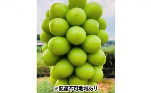 
                  ぶどう 2024年 先行予約 シャイン マスカット 約2kg 2～4房 ブドウ 葡萄  岡山県産 国産 フルーツ 果物 ギフト 丘の上のぶどう畑 果物類 シャインマスカット 
                