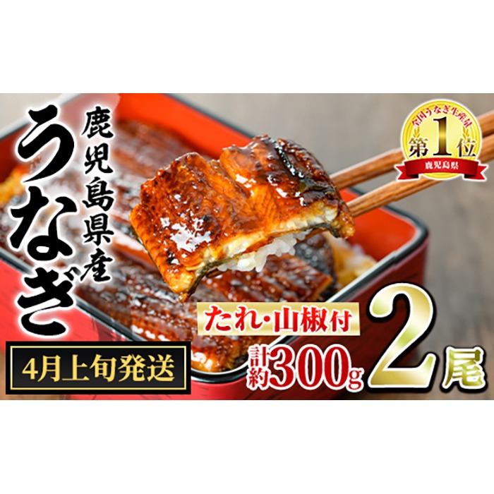 【0134332a-2604】＜4月上旬発送予定＞東串良町のうなぎ蒲焼(無頭)(2尾・計約300g・タレ、山椒付) うなぎ 高級 ウナギ 鰻 国産 蒲焼 蒲焼き たれ 鹿児島 ふるさと 人気 【アクアおおすみ】