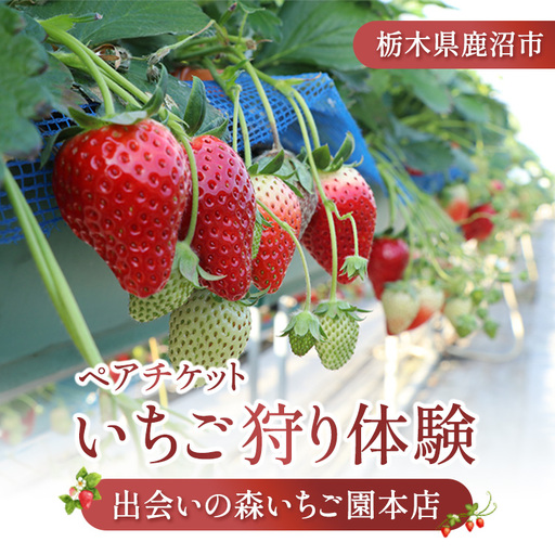 出会いの森いちご園本店 いちご狩り体験 ペアチケット | いちご イチゴ 苺 栃木県 果物 くだもの フルーツ とちおとめ とちあいか 新鮮 贈答 ギフト デザート スイーツ ※2026年5月～発送