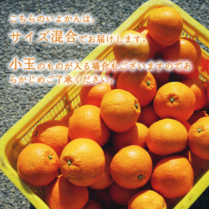 【2027年1月中旬頃から順次発送】 宮内いよかん 9kg 愛媛県産 松山市産 | ﾐｶﾝﾐｶﾝﾐｶﾝﾐｶﾝ【NO018】