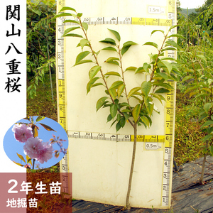 ＜すだ農園＞2年生 苗木 ◆ サクラ(桜) 関山八重桜(カンザンヤエザクラ)[地掘苗 2024年] ※2025年11月中旬～2026年4月下旬頃に順次発送予定 ※北海道・沖縄・離島への配送不可