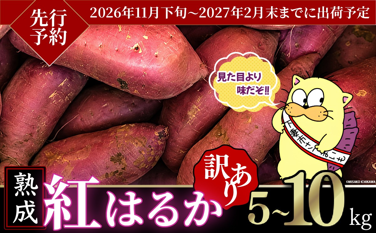 
                  【 先行予約 】【 訳あり 】 茨城県産 熟成さつまいも 「 紅はるか 」 5 ～ 10kg 【 2026年11月下旬頃～2027年2月末までに出荷予定 】【 さつまいも 紅はるか 芋 サツマイモ 甘い 焼き芋 スイートポテト 茨城県産 大容量 不揃い ねっとり 】[SZR]
                