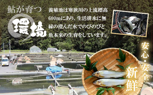 骨まで柔らかい！ 子持ち鮎の甘露煮 5尾 鮎 甘露煮 惣菜 魚 魚介 あゆ アユ 常温 煮物 ご飯のお供 おかず おつまみ ごはんのおつまみ 特産品 お茶漬け ネコポス -247
