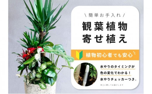 
                  【福岡市】観葉植物の寄せ植え（ユッカ）観葉植物 植物 花 木 インテリア アクセント
                