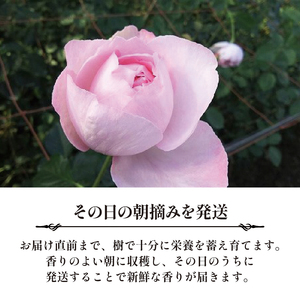 バラ 花束 ブーケ 朝摘み Lサイズ 薔薇 花  母の日 