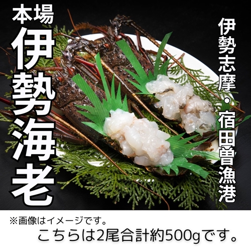 （冷凍） 伊勢志摩産 活〆伊勢海老 2尾 姿造り 生食用 （M） ／ 丸池 伊勢えび イセエビ 特産 三重県 南伊勢町 伊勢志摩