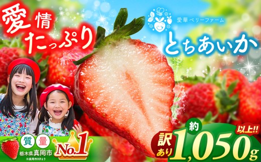 【2月発送】いちご王国の愛され苺 とちあいか 訳あり 1050g｜2026年 先行予約 2月 苺 いちご イチゴ ストロベリー strawberry 厳選 手作り 特産品 美味しい おいしい 旨い 美味い 人気 旬 新鮮 栃木県 真岡市 送料無料