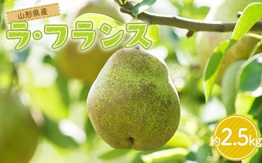 FYN6-164 贈答用 山形県産 洋梨 ラ・フランス 約2.5kg(6～8玉) 2025年11月上旬から順次発送  洋梨 洋なし ラフランス 秋果実 果物 くだもの フルーツ 贈答 贈り物 ギフト プレゼント 産地直送 山形県 西川町 月山