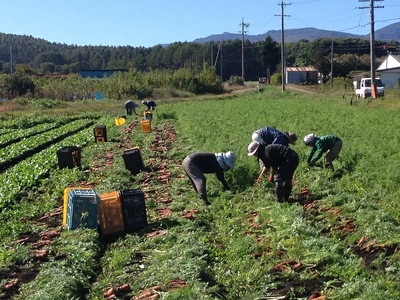 【先行予約】【6ヶ月連続定期便】ニンジンジュース （1000ml×6本入り）＜2025年12月10日以降順次発送＞人参 にんじん 野菜　ジュース 飲料 長野県 信州【 ニンジン にんじん 人参 にんじ