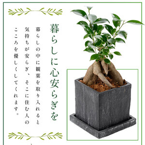 【観葉植物】ドラセナ・コンパクター40cm～60cm(Green Base/014-1439)南国鹿児島県で育った 観葉植物！植物 鉢付 インテリア 室内 オフィス おしゃれ プレゼント ギフト 開店