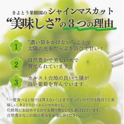 シャインマスカット 3-5房/計2kg～ (岡山県産) 果樹園こだわりの「きよとう」シャイン!【配送不可地域：離島・北海道・沖縄県】