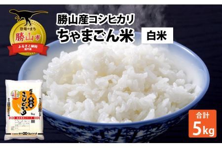 【令和6年産 新米】勝山産 コシヒカリ ちゃまごん米 精米 5kg [A-010003]