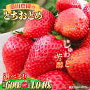 【ふるさと納税】【先行予約】【選べるパック数】【数量限定】嘉山農園の完熟大粒いちご とちおとめ 300g×2パック または 嘉山農園の完熟バラ詰めいちご とちおとめ 260g×4パック【いちごはうす嘉山農園】[AKCO001]