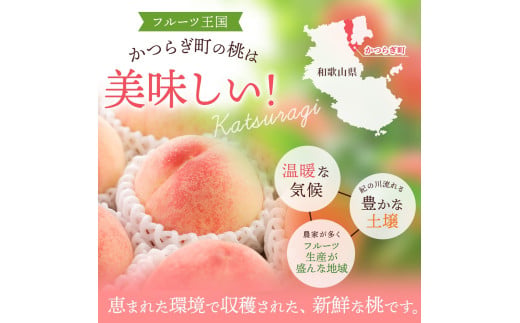 【予約受付】こだわり農家厳選 川中島白桃 和歌山産の桃 <大玉特秀品> 嬉しい食べきり容量 3玉 2025年8月初旬頃～2025年8月末頃に順次発送予定（お届け日指定不可）/ 桃 もも 川中島 白桃 