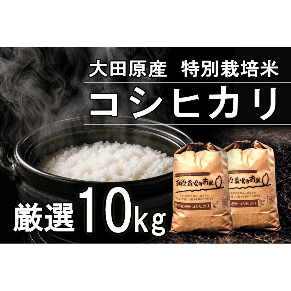 【ふるさと納税】栃木県大田原産コシヒカリ 白米 10kg｜ 特別栽培米 メディア出演多数 栃木県農業大賞 知事賞 受賞農家 五月女農場 農家直送 産地直送 産直 栃木県 大田原市 こしひかり