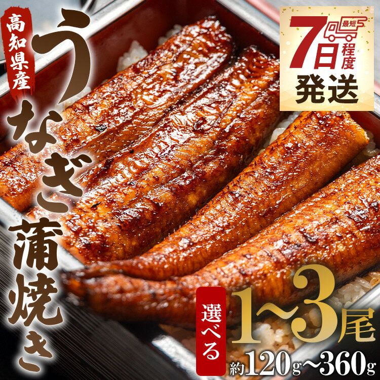 【ふるさと納税】【7日程度で発送】高知県産うなぎ蒲焼き（選べる内容量：計約120g～約360g 1尾～3尾）（無頭）- スピード発送 鰻 ウナギ スタミナ 晩ご飯 おつまみ 丼ぶり ギフト お礼 御礼 感謝 お取り寄せグルメ 海の幸 うなぎ屋きた本 高知県 香南市【冷凍】
