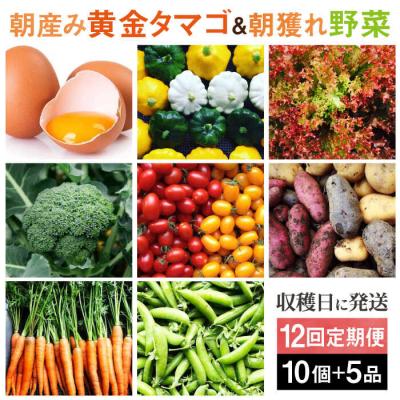 ふるさと納税 糸島市 【全12回定期便】糸島の朝産み黄金タマゴ10個 朝どれ新鮮野菜5品セット 糸島産 [AGE049]