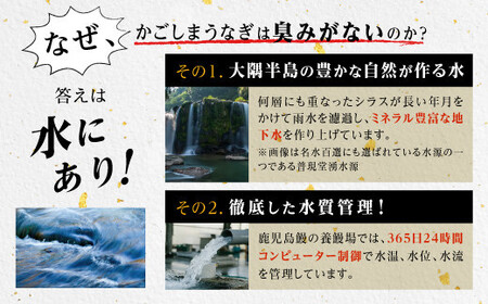 うなぎ 蒲焼 120g×3尾【鹿児島産】地下水で育てた絶品鰻