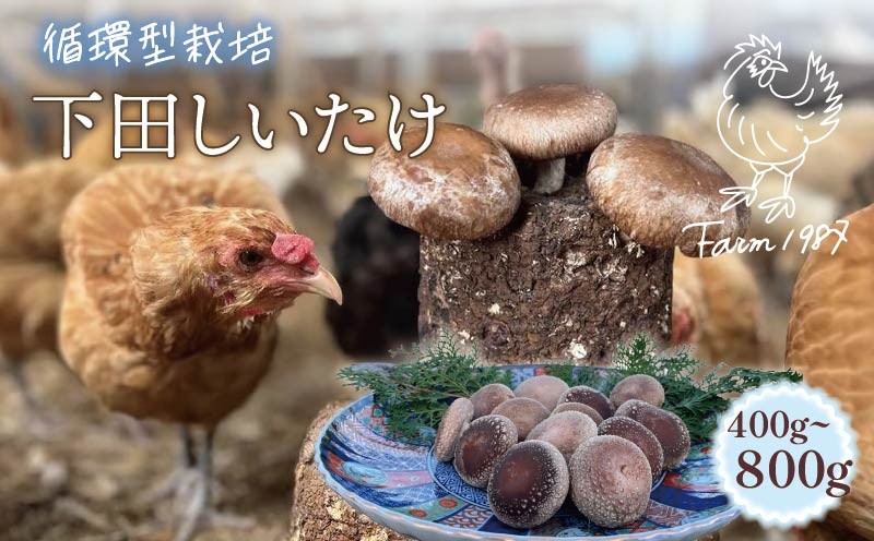 
                  下田 しいたけ 400g 800g 先行予約 10月中旬以降発送 椎茸 シイタケ 選べる容量 菌床椎茸 循環型栽培  ミックスサイズ S M L きのこ キノコ 静岡県産 お取り寄せ 静岡 下田 伊豆 養鶏 farm1987
                