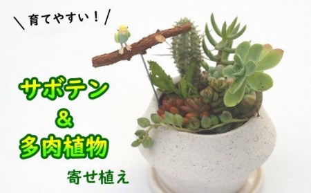 サボテン＆多肉植物の寄せ植え【白ポット】 ／ 観葉植物 多肉植物 植物 寄せ植え ポット インテリア インテリア雑貨 育てやすい 部屋 園芸 オシャレ おしゃれ ギフト プレゼント 贈り物 可愛い 雑貨 観賞用 人気 おすすめ オススメ 【彩花園】