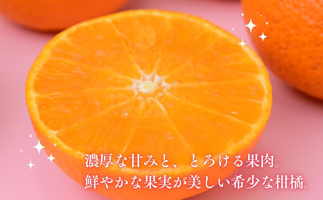 紅まどんな × 甘平 みかん ミカン 愛果48号 新品種 柑橘 かんきつ 国産 愛媛みかん 愛媛ミカン 愛媛県 上島町