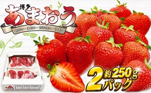 【2026年12月発送】博多あまおう2パック 約500g[H2260]