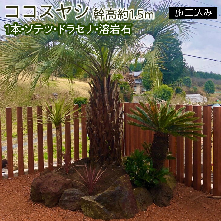 【ふるさと納税】ココスヤシ　幹高約1.5m1本・ソテツ・ドラセナ・溶岩石【施工込み】【ヤシの木 ヤシ リゾート ガーデン 自宅 別荘 南国 庭木 観葉植物 水戸市 水戸 茨城県 リゾートガーデン】（AU-2）