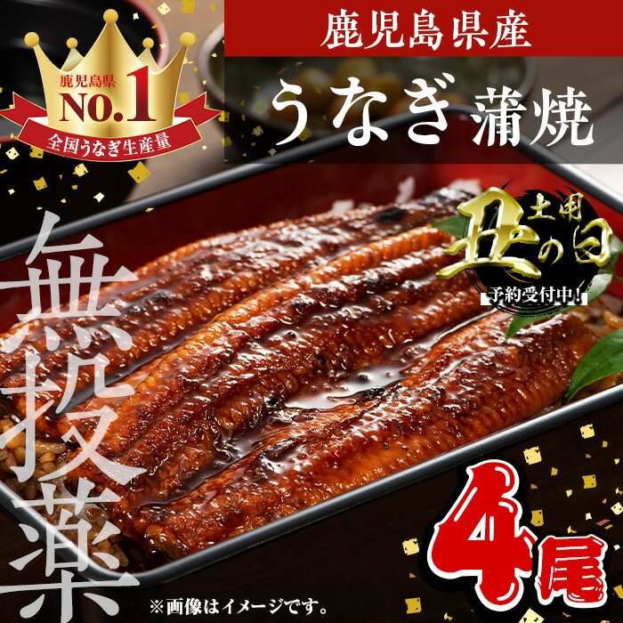【ふるさと納税】鹿児島県産うなぎ蒲焼 (1尾あたり136g～155g×4尾、タレ・山椒付き) 鰻 ウナギ うな重 ひつまぶし かばやき 九州産 国産 冷凍 【西日本養鰻】