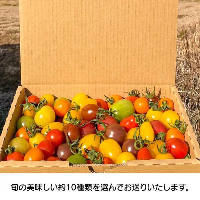 【2027年1月中旬-発送】ミニトマト 彩８ニ（イロハニ）約10種類 合計約1.4kg / トマト 夏野菜 野菜 旬 食べ比べ / 産地直送 安心 安全 彩り / 南島原市 / 植木農園 [SBL00