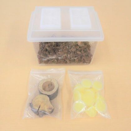 【配送期間は2025年6月下旬~8月上旬に随時配送】ミヤマクワガタ(成虫)オスメス1ペア飼育セット付_イメージ2