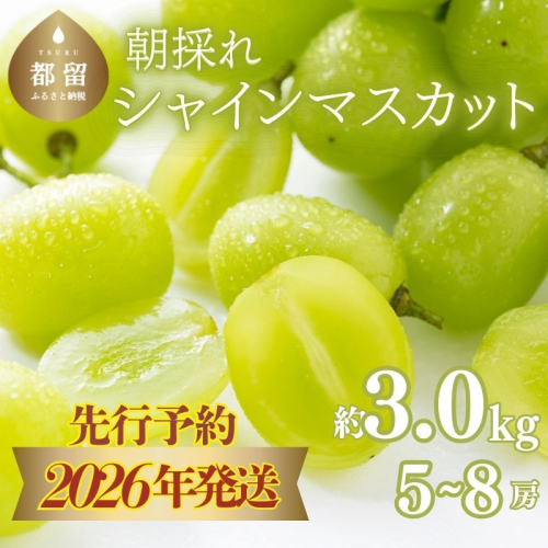 【2026年先行予約】　シャインマスカット約3.0kg（5～8房）