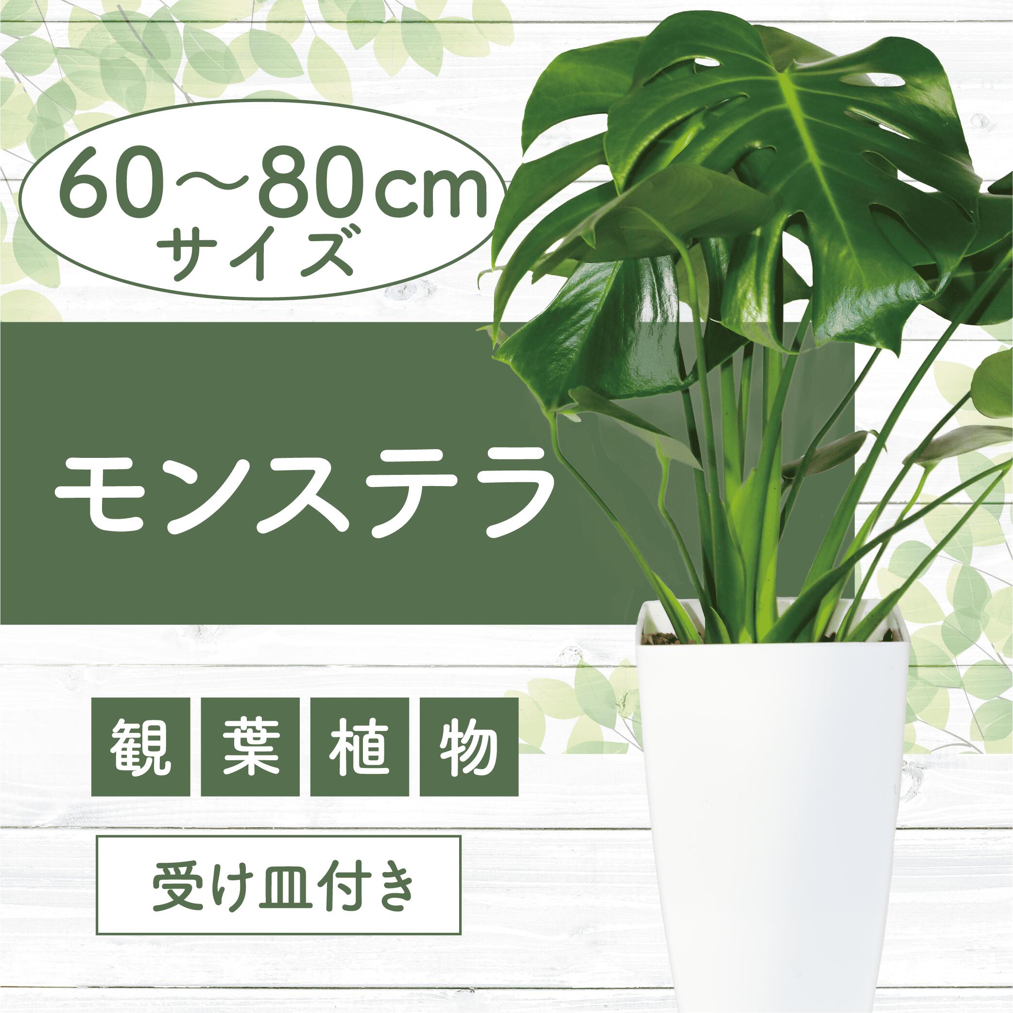 【ふるさと納税】モンステラ(60〜80cm・白色プラスチック鉢・受け皿付き) ※北海道・沖縄・離島配送不可※ 観葉植物 鉢 おしゃれ 南国 癒し エキゾチック インテリア グリーン 大 室内【緑の中道】