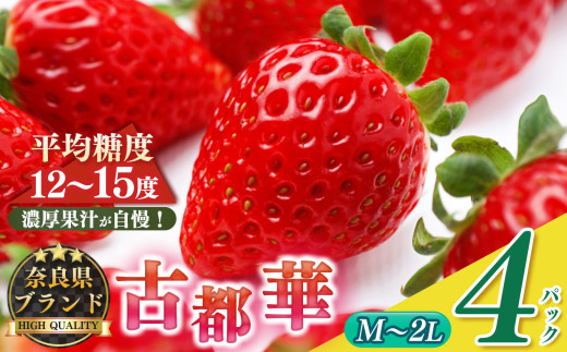平群の古都華 サイズおまかせ（M～2Lサイズ）2ケース （4パック） |  先行予約 フルーツ 果物 くだもの ブランド いちご 苺  古都華 ことか 品種 特徴 糖度 ルビー色 旬 ふるさと納税 奈良県 平群 町