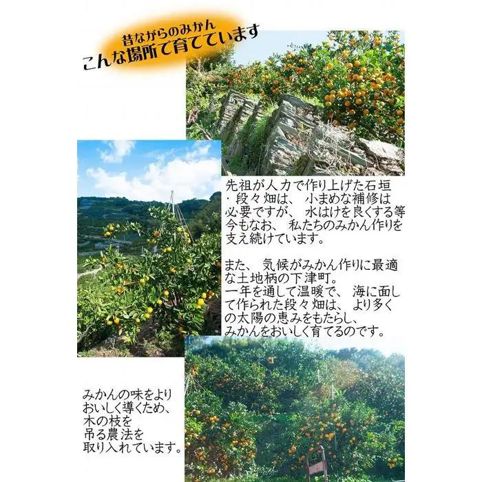蔵出しみかん 3kg 小粒サイズ 鈴木農園みかん