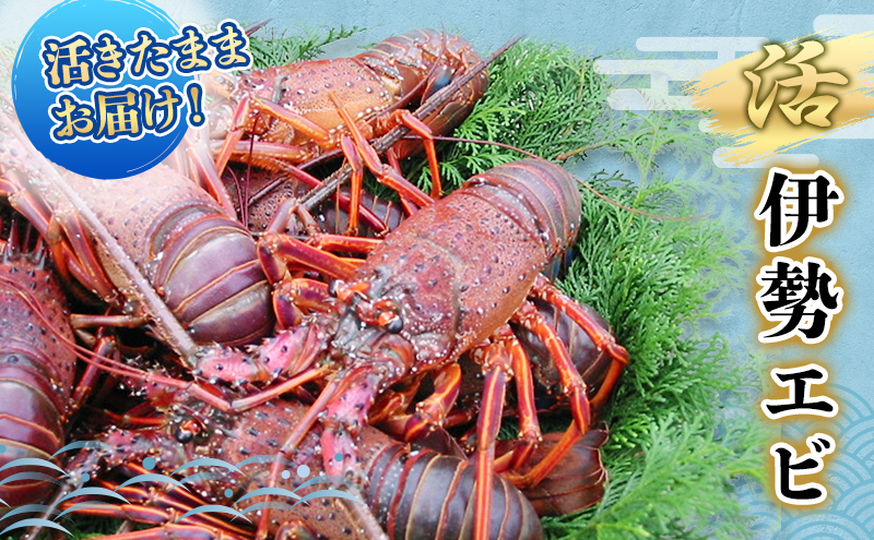 
                  活 伊勢海老 4～8匹 活きたままお届け 毎年10月～翌年5月中旬出荷予定 獲れたて 活伊勢えび 伊勢えび 伊勢エビ 海老 えび エビ 貝 魚介 魚介類 海鮮 冷蔵 静岡 静岡県　【 河津町 】　お届け：毎年10月～翌年5月中旬[№5227-0083]
                