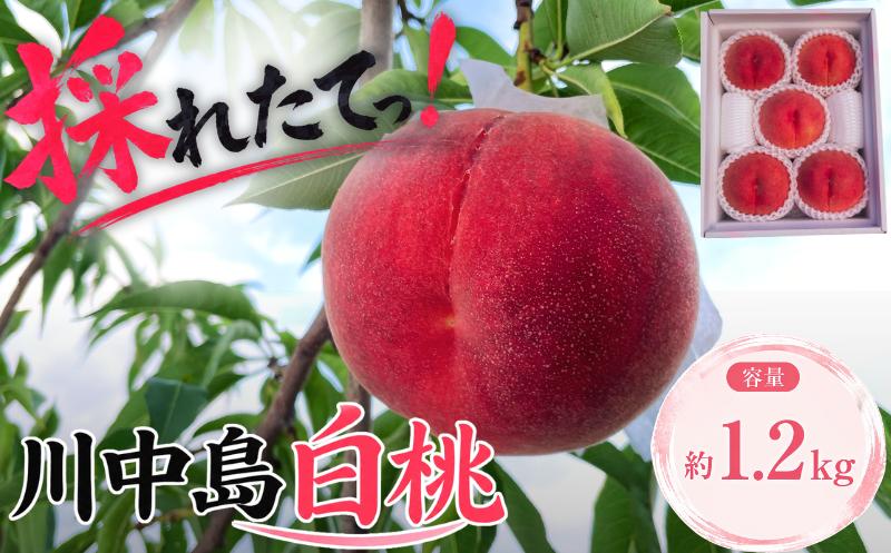 
                  【期間限定】 白桃 約1.2㎏ 訳あり 家庭用 先行予約 8月下旬発送 川中島白桃 盛岡市産 白桃 完熟 桃 もも モモ momo フルーツ 果物 くだもの もも 国産 新鮮 桃 産地直送 桃 おすすめ 人気 夏 ギフト 旬 桃 お取り寄せ 送料無料 甘い ジューシー 白桃 おいしい 桃 白桃 桃 完熟 2026年 特産品 岩手県 盛岡市 東北 岩手 盛岡 ふじむら農園 fujimura001
                