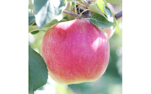 
                  【長野県産!】甘～いりんご(シナノスイート)約3kg 秀品 ＜2026年10月中旬から発送＞ 信州 南信州 高森町 産地直送 果物 くだもの 旬のりんご 山下屋荘介
                