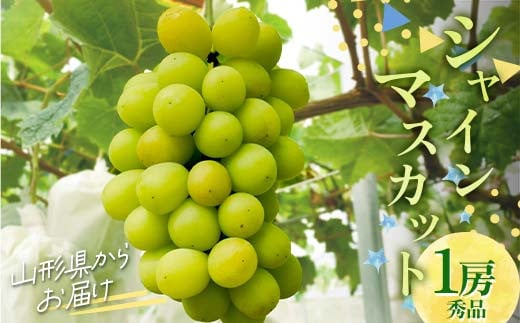 シャインマスカット 1房 約900g 以上 山形県産 秀品 ギフト箱入り 【令和7年9月下旬発送】 FSY-2234