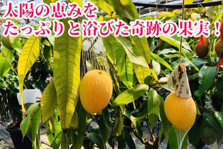 ◆先行予約◆和歌山県産　紀州完熟マンゴー『吉玉』約1kg程度／2～3玉入り【2026年8月中旬から9月下旬頃順次発送予定】【MG20】【S96011-mtgn055】