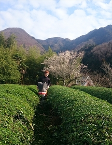 丹波有機パウダー茶 粉末茶 50g×3袋 〈丹波市産〉 緑茶 粉末