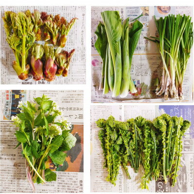【ふるさと納税】【母からの仕送り】青森県十和田市産 山菜セット[2～5種類(種類おまかせ)]　1箱【配送不可地域：離島】【1597928】