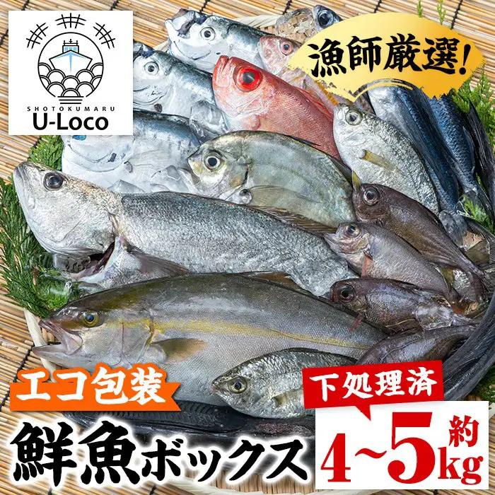 【A78004】ロコフィッシュ 地魚 下処理済 鮮魚 ボックス 約4～5kg エコ包装 鮮魚BOX 【昌徳丸】