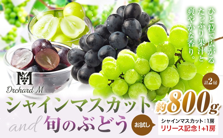 
                  〈プラスワン企画実施中〉 シャインマスカット 1房 ＋ お試しぶどう 1房 計2房 Orchard M《8月中旬-10月上旬頃出荷》熊本県 長洲町 シャインマスカット ぶどう マスカット 果物 フルーツ スイーツ デザート
                